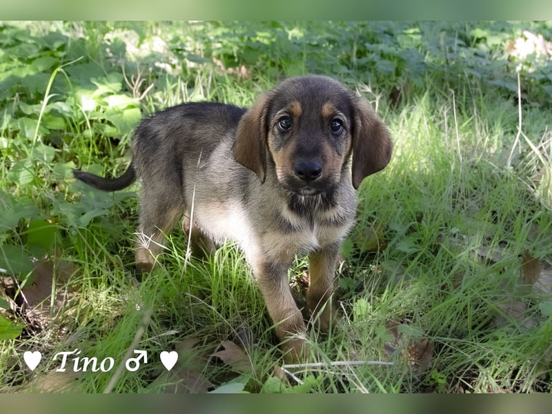 Terry, Tino, Tina, Tobi und Tommy suchen ab Ende Dezember ein Zuhause