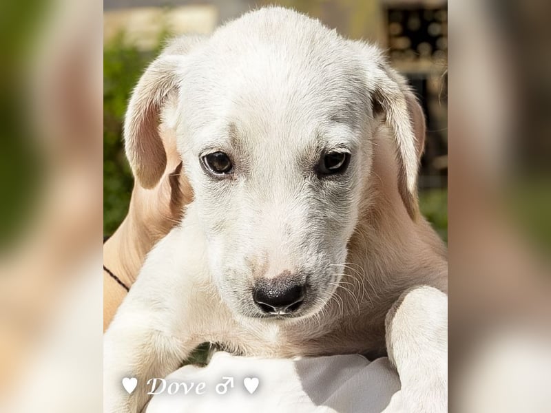 Lily und Dove (Rüde)  suchen  ihre Familie ab sofort