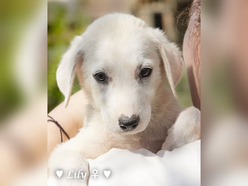 Lily und Dove (Rüde)  suchen  ihre Familie ab sofort