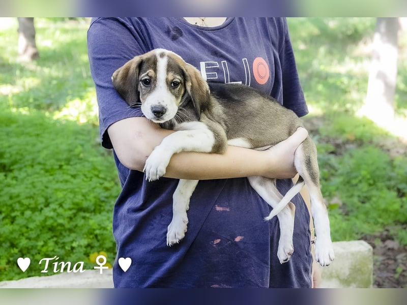 Terry, Tino, Tina, Tobi und Tommy suchen ab Ende Dezember ein Zuhause