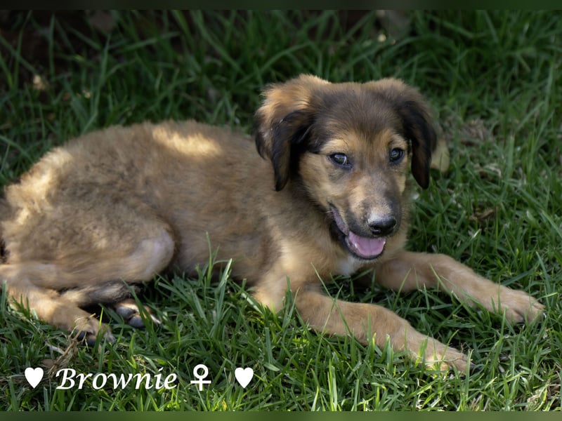 Baja,  Bambi, Scorpio und   Brownie suchen ab August ein Zuhause