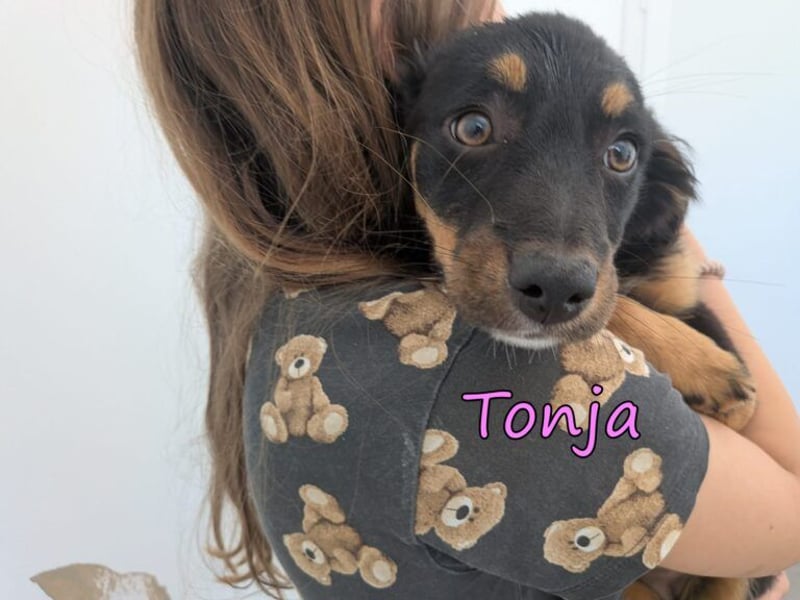 Tonja geb. 03/2026 (GRC) - verspielte Welpin will das Leben entdecken!
