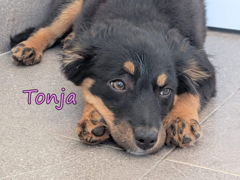 Tonja geb. 03/2026 (GRC) - verspielte Welpin will das Leben entdecken!