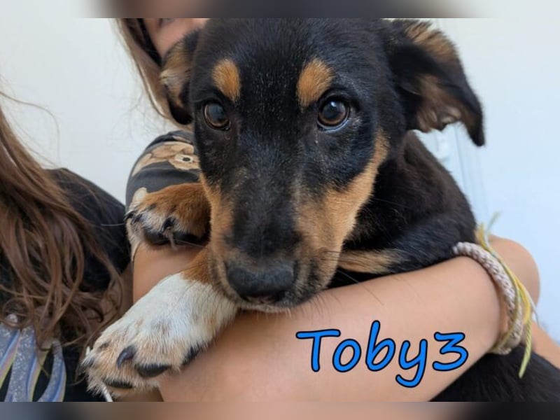 Toby3 geb. 03/2026 (GRC) - aufgeweckter kleiner Charmeur sucht seinen Wirkungskreis!