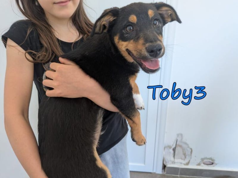 Toby3 geb. 03/2026 (GRC) - aufgeweckter kleiner Charmeur sucht seinen Wirkungskreis!
