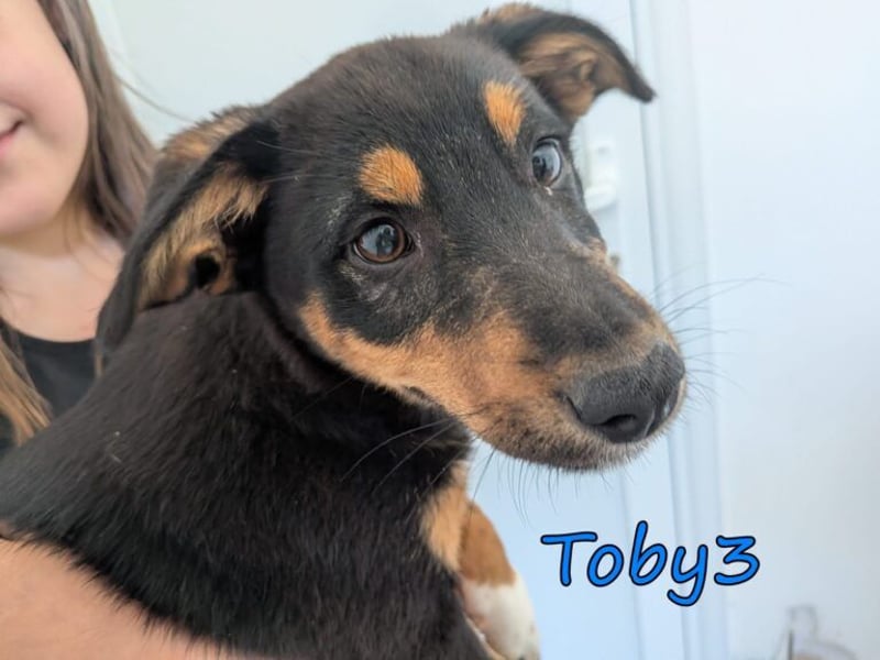 Toby3 geb. 03/2026 (GRC) - aufgeweckter kleiner Charmeur sucht seinen Wirkungskreis!