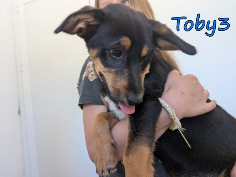 Toby3 geb. 03/2026 (GRC) - aufgeweckter kleiner Charmeur sucht seinen Wirkungskreis!