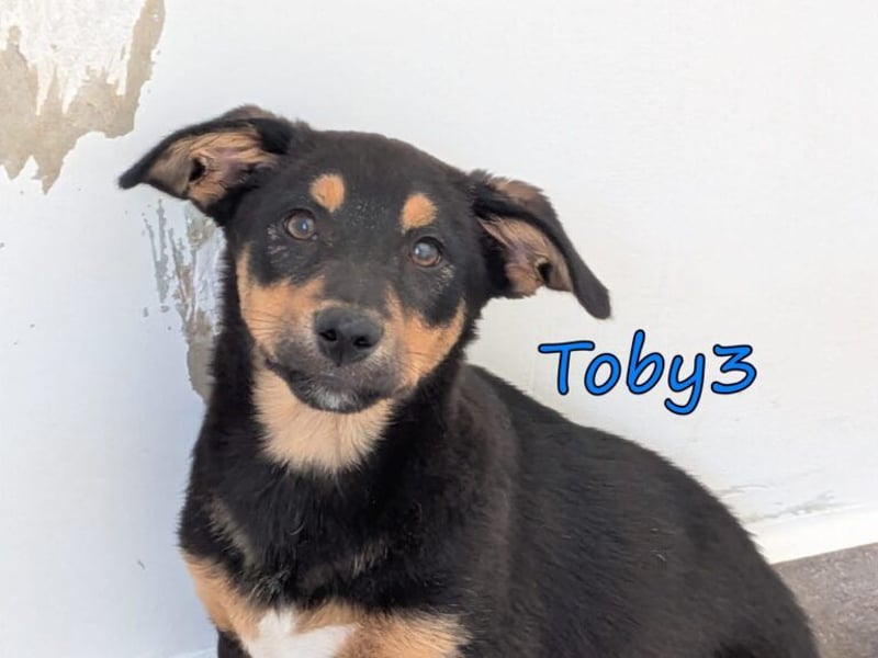 Toby3 geb. 03/2026 (GRC) - aufgeweckter kleiner Charmeur sucht seinen Wirkungskreis!