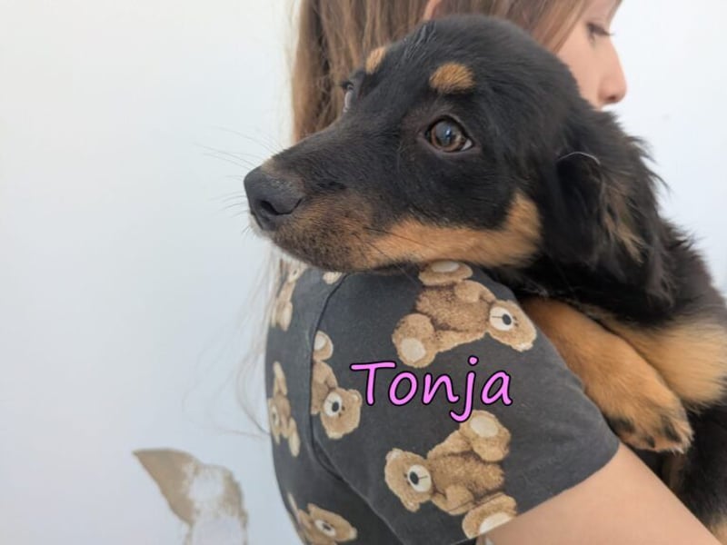 Tonja geb. 03/2026 (GRC) - verspielte Welpin will das Leben entdecken!