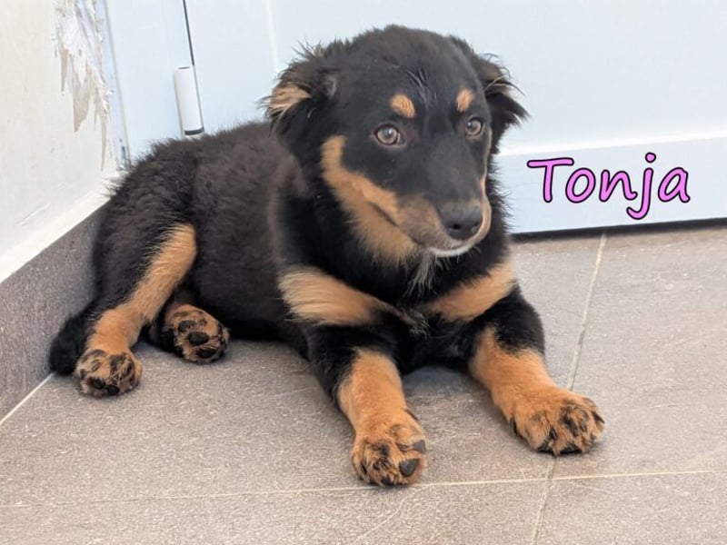 Tonja geb. 03/2026 (GRC) - verspielte Welpin will das Leben entdecken!