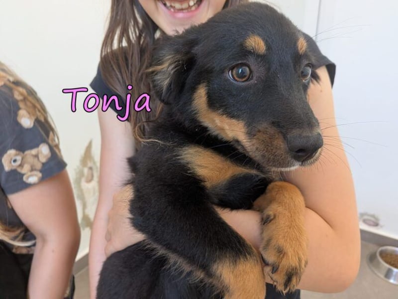 Tonja geb. 03/2026 (GRC) - verspielte Welpin will das Leben entdecken!