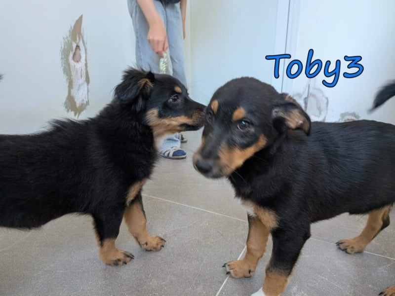 Toby3 geb. 03/2026 (GRC) - aufgeweckter kleiner Charmeur sucht seinen Wirkungskreis!