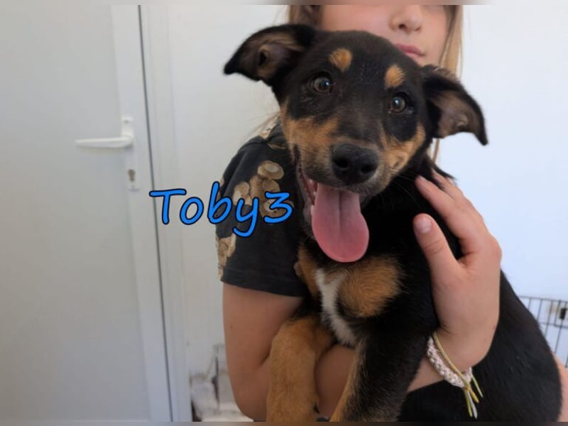 Toby3 geb. 03/2026 (GRC) - aufgeweckter kleiner Charmeur sucht seinen Wirkungskreis!