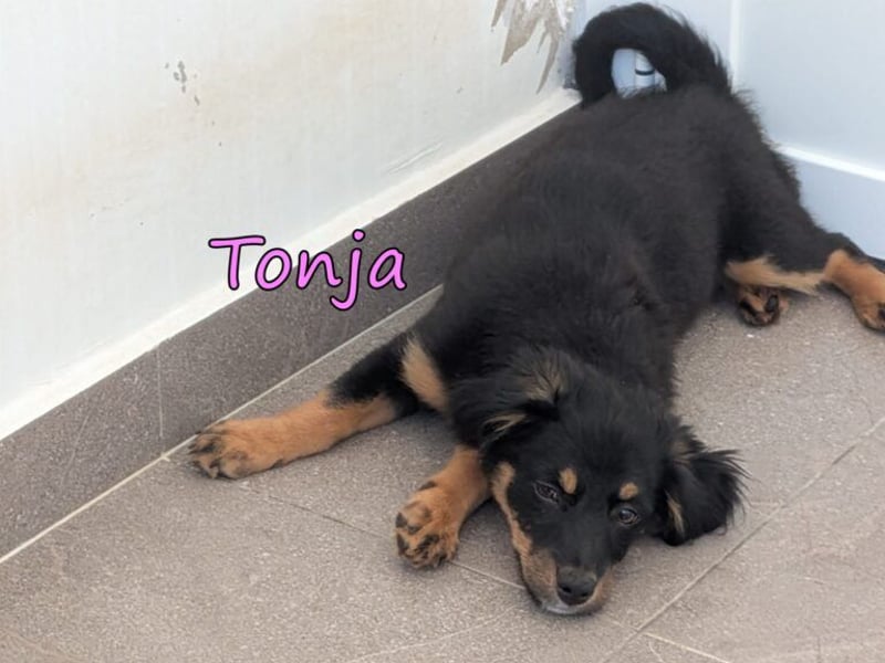 Tonja geb. 03/2026 (GRC) - verspielte Welpin will das Leben entdecken!