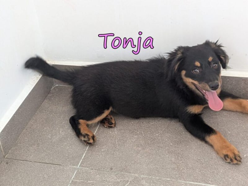 Tonja geb. 03/2026 (GRC) - verspielte Welpin will das Leben entdecken!