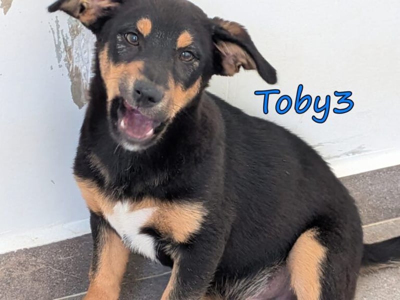 Toby3 geb. 03/2026 (GRC) - aufgeweckter kleiner Charmeur sucht seinen Wirkungskreis!