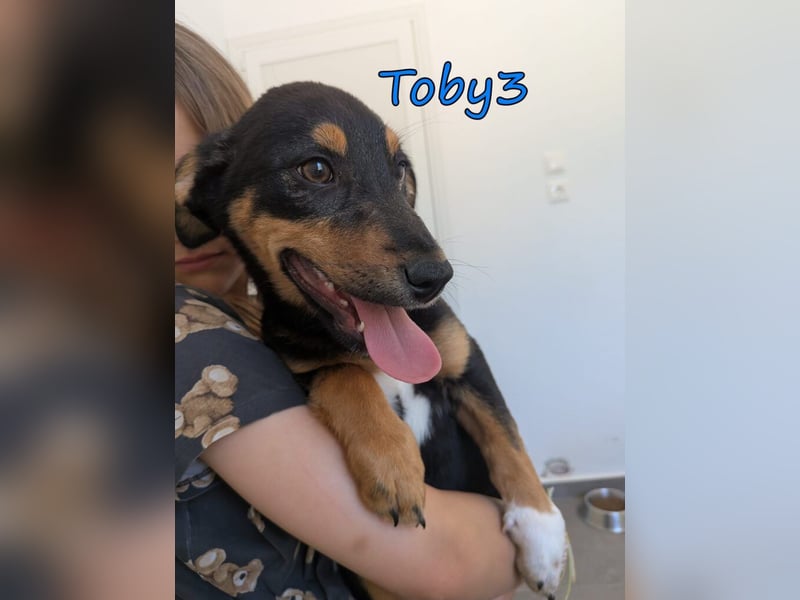 Toby3 geb. 03/2026 (GRC) - aufgeweckter kleiner Charmeur sucht seinen Wirkungskreis!