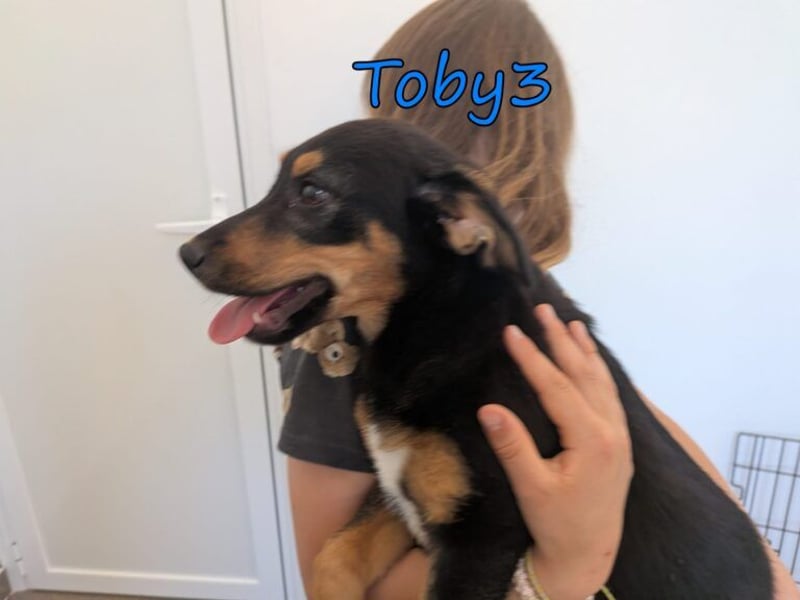 Toby3 geb. 03/2026 (GRC) - aufgeweckter kleiner Charmeur sucht seinen Wirkungskreis!