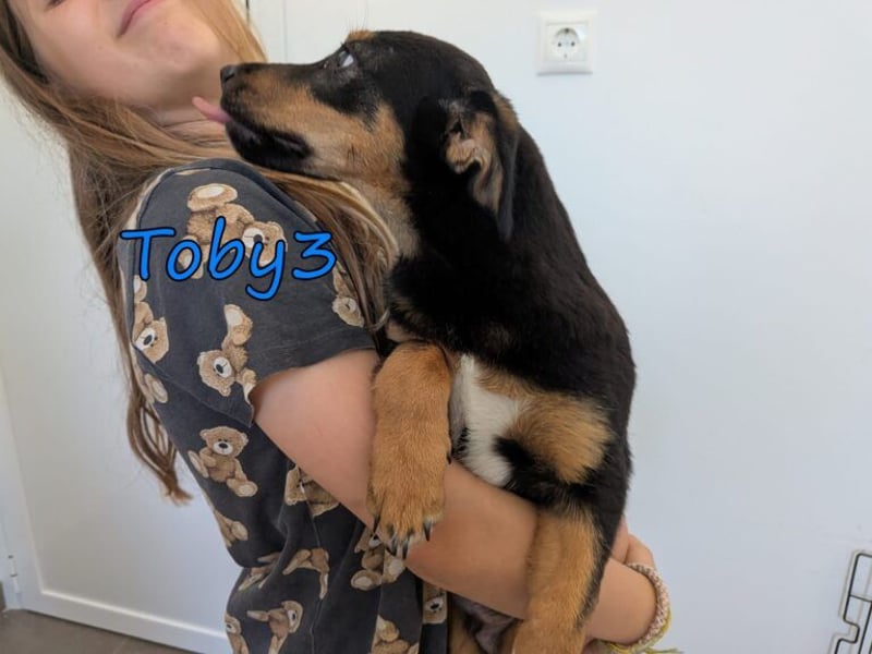 Toby3 geb. 03/2026 (GRC) - aufgeweckter kleiner Charmeur sucht seinen Wirkungskreis!