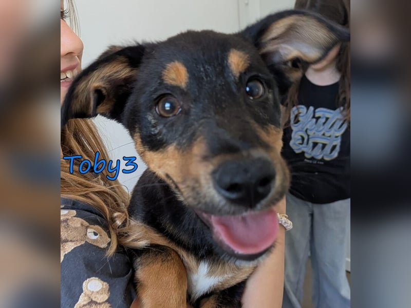 Toby3 geb. 03/2026 (GRC) - aufgeweckter kleiner Charmeur sucht seinen Wirkungskreis!