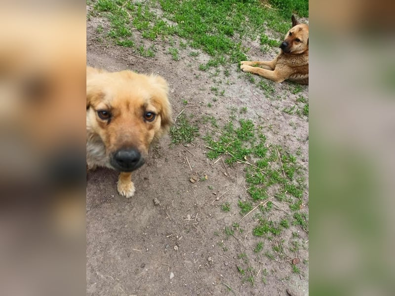 PAPINA - gerettet von der Straße nahe Slatina