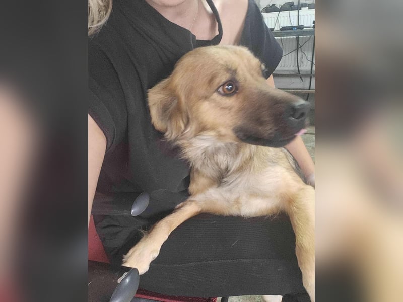 PAPINA - gerettet von der Straße nahe Slatina