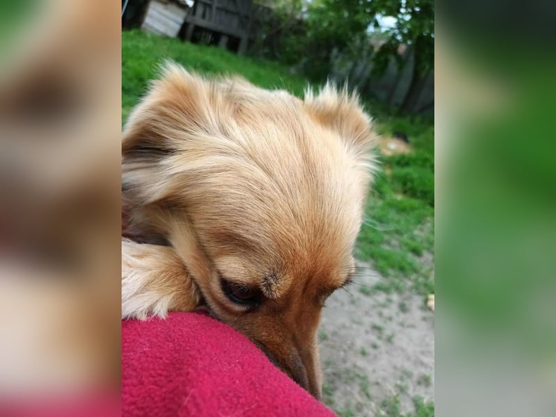 PAPINA - gerettet von der Straße nahe Slatina