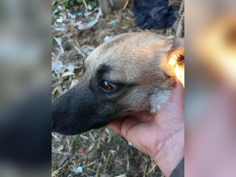 PAPINA - gerettet von der Straße nahe Slatina