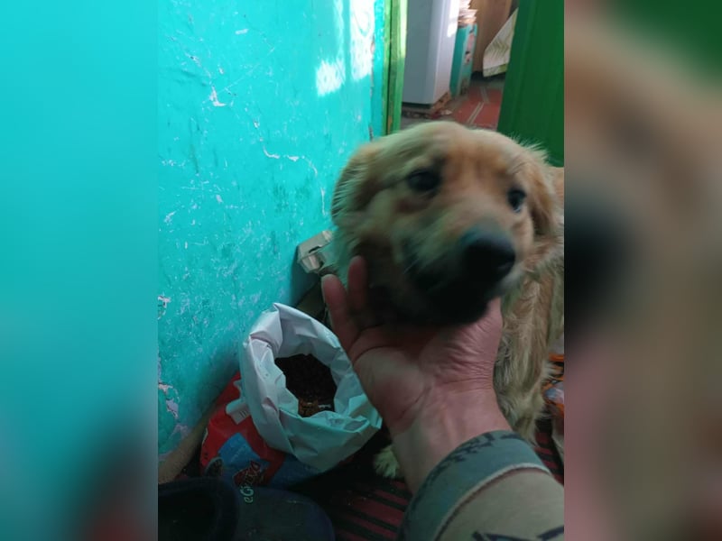 PAPINA - gerettet von der Straße nahe Slatina