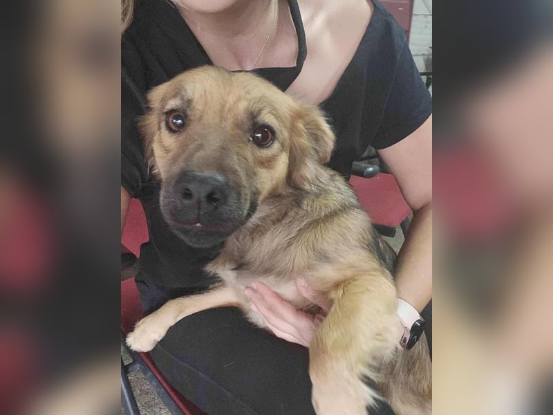 PAPINA - gerettet von der Straße nahe Slatina