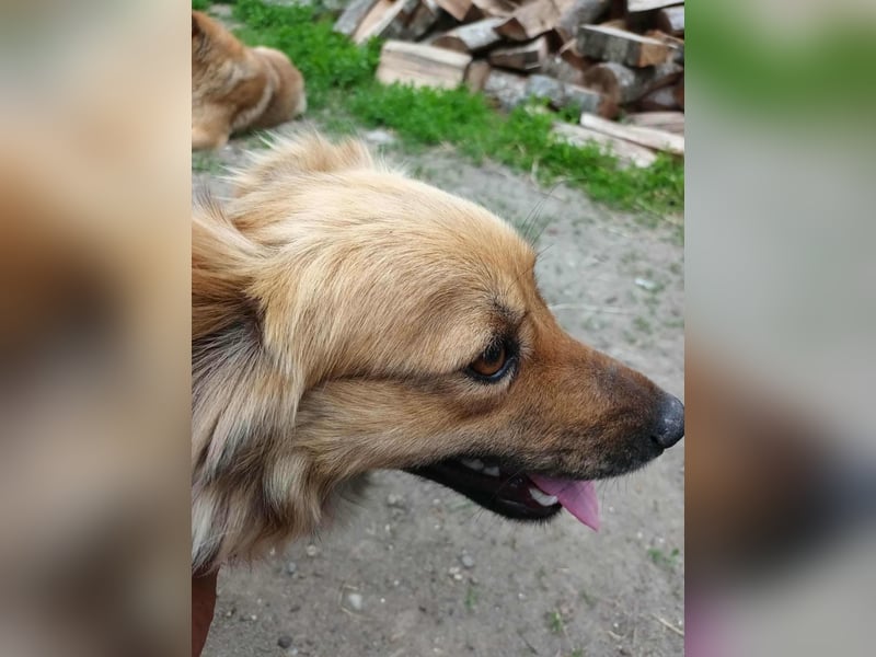 PAPINA - gerettet von der Straße nahe Slatina