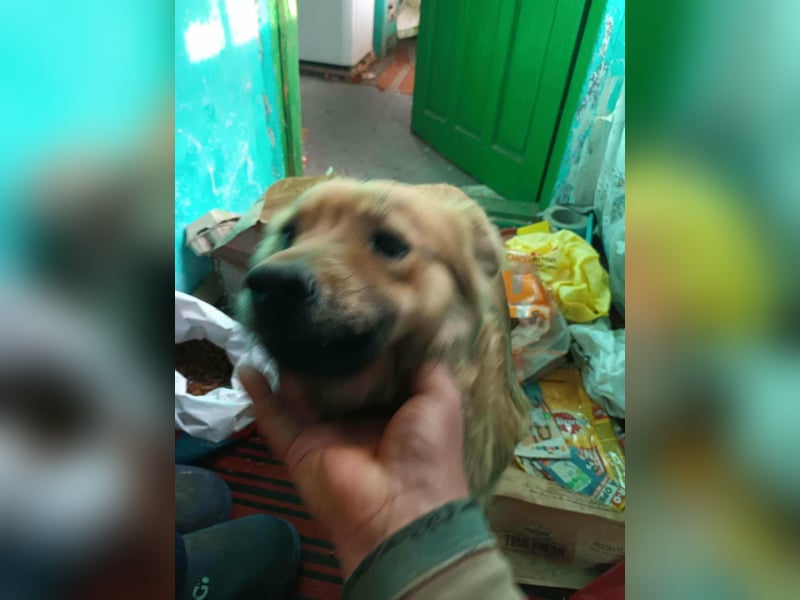 PAPINA - gerettet von der Straße nahe Slatina