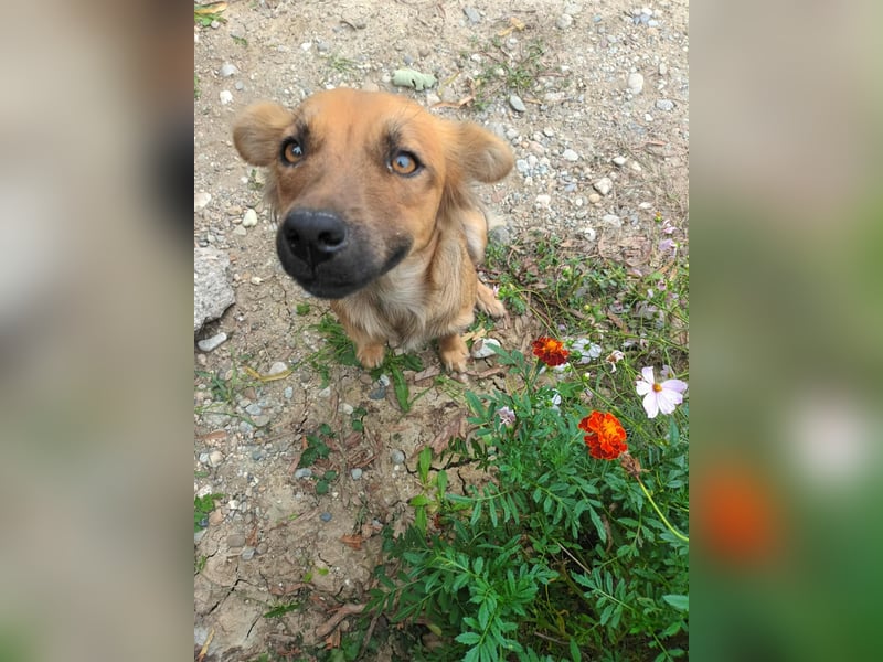 PAPINA - gerettet von der Straße nahe Slatina