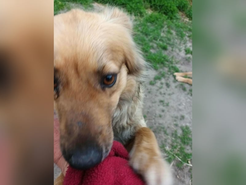 PAPINA - gerettet von der Straße nahe Slatina