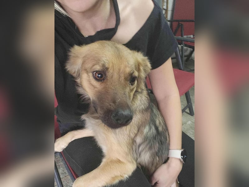 PAPINA - gerettet von der Straße nahe Slatina