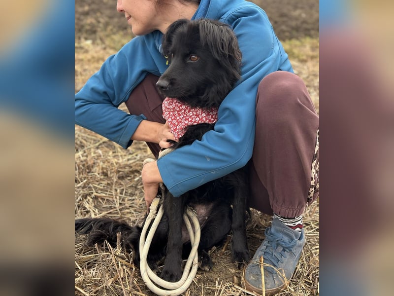 Milica eine freundliche Hündin