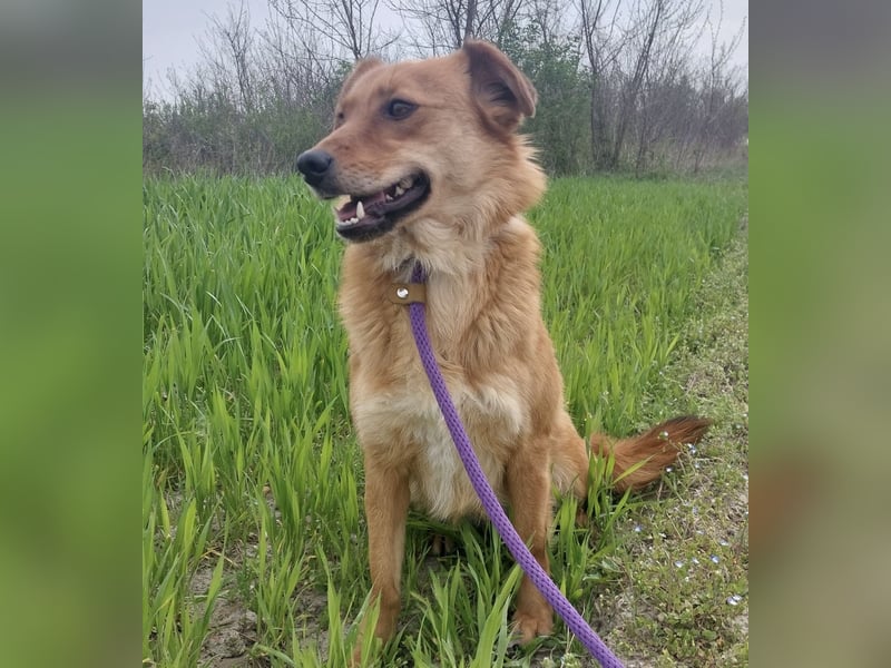 Franzi eine sehr Nähe-bedürftige Hündin