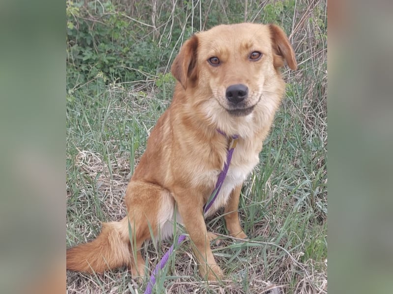 Franzi eine sehr Nähe-bedürftige Hündin