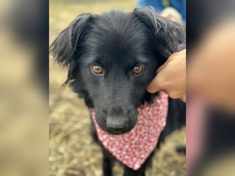 Milica eine freundliche Hündin