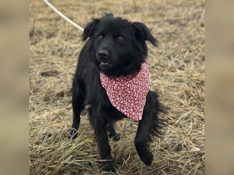 Milica eine freundliche Hündin