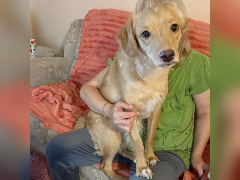 Toby ein feiner Familienhund