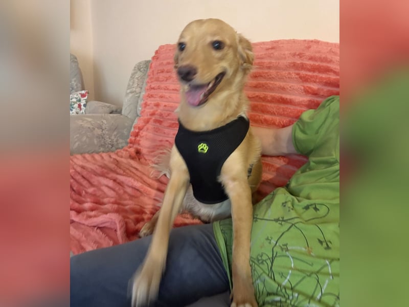 Toby ein feiner Familienhund