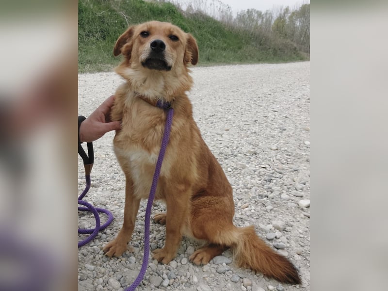 Franzi eine sehr Nähe-bedürftige Hündin