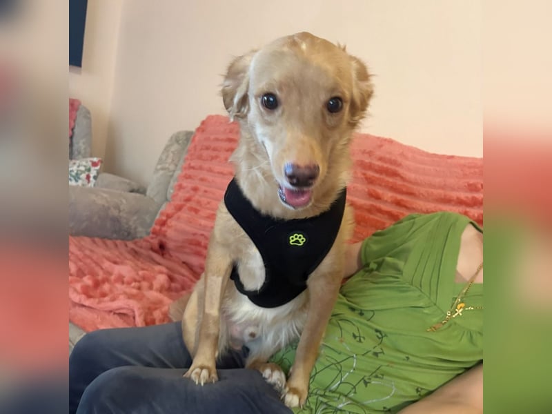 Toby ein feiner Familienhund