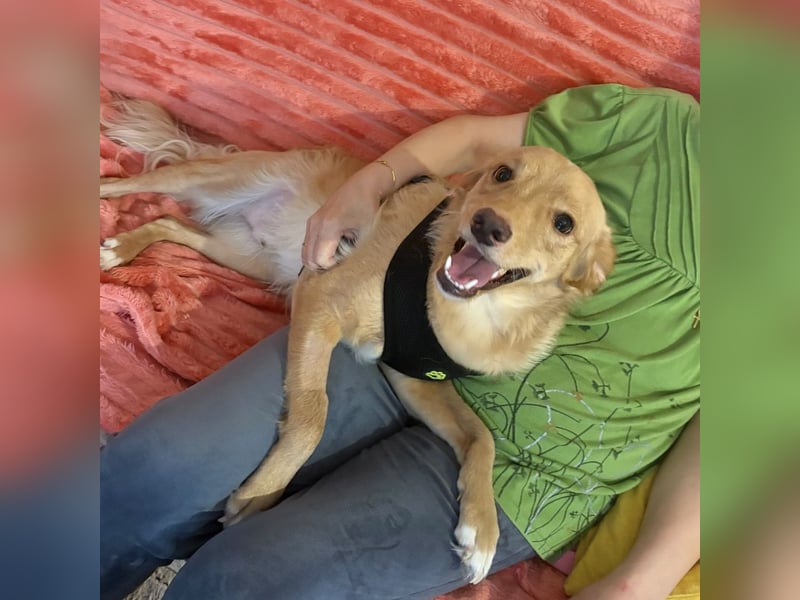 Toby ein feiner Familienhund