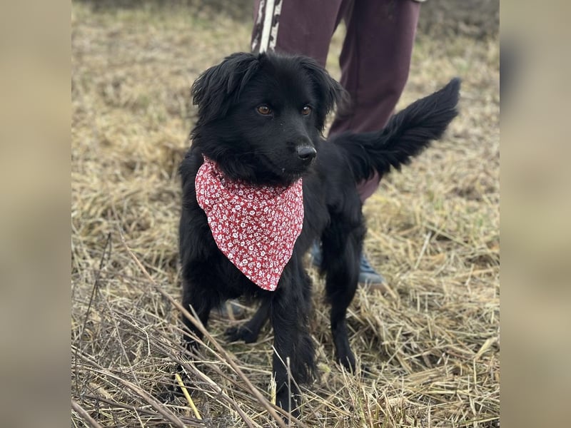 Milica eine freundliche Hündin