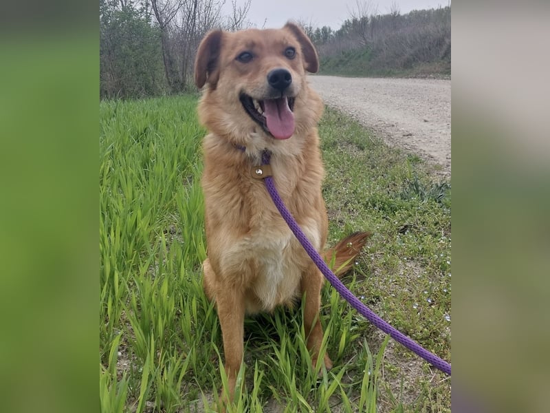 Franzi eine sehr Nähe-bedürftige Hündin