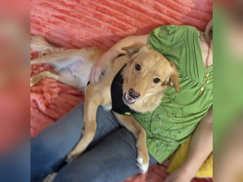 Toby ein feiner Familienhund