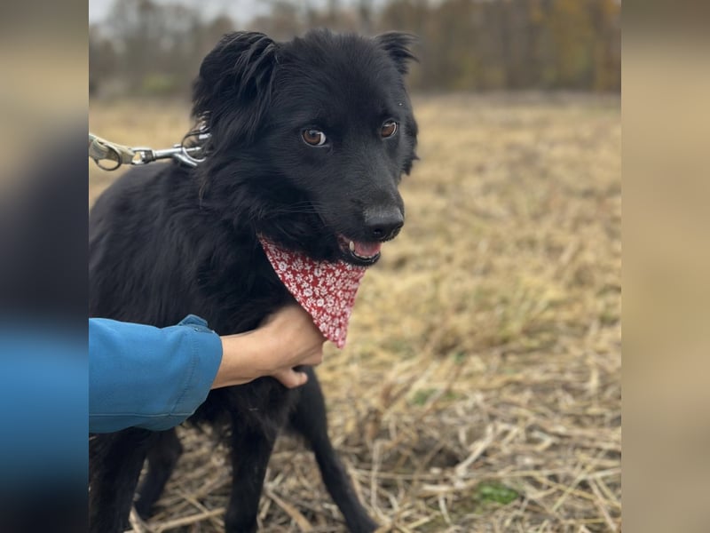 Milica eine freundliche Hündin
