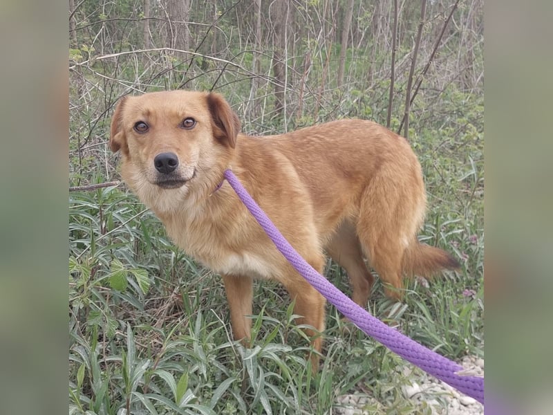 Franzi eine sehr Nähe-bedürftige Hündin